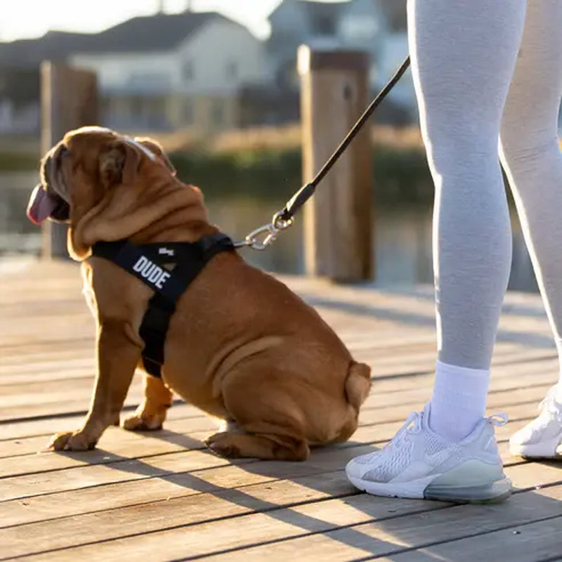 Dog Friendly Co. Walking Harness - Easy-To-Fit No-Pull Design, Chafe-Resistant Lightweight Straps, Adjustable Straps for Perfect Fit - Secure Walks, All-Day Wear Comfort - Simple Clip for All Dogs