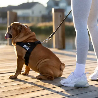 Dog Friendly Co. Walking Harness - Easy-To-Fit No-Pull Design, Chafe-Resistant Lightweight Straps, Adjustable Straps for Perfect Fit - Secure Walks, All-Day Wear Comfort - Simple Clip for All Dogs